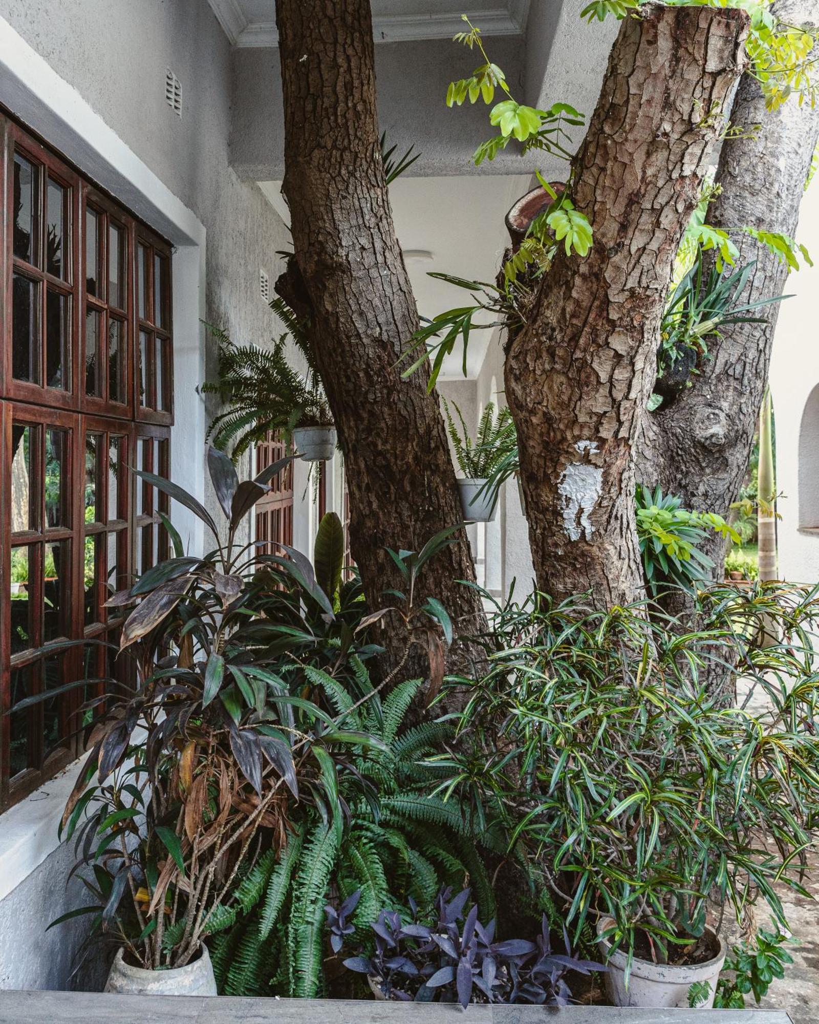 Jacaranda Lodge Виктория Фолс Екстериор снимка